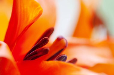 the close up of flower , with nature back ground