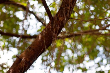 Hong Kong 'daki bitkilerin doğası böyle.