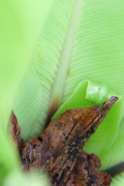 a nature of plants , with nature back ground