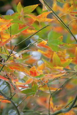 beautiful yellow maple leafs in fall with sunlight