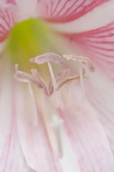 Lilium Stargazer Est Lys Hybride Oriental — Photo