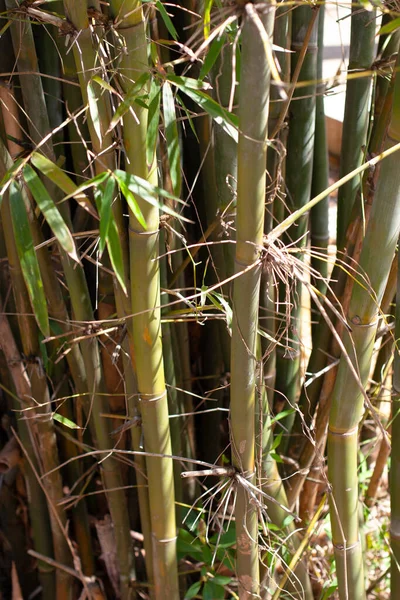 Bambu Skog Vacker Grön Natur Bakgrund — Stockfoto