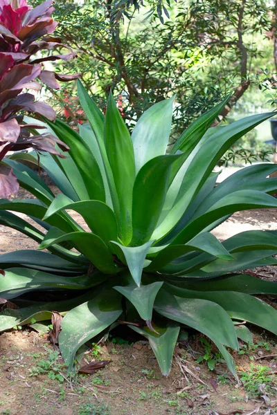 Aloe Striata Liliaceae Növény Kertben — Stock Fotó