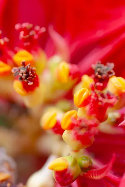 Close Flower Nature Back Ground — Fotografia de Stock