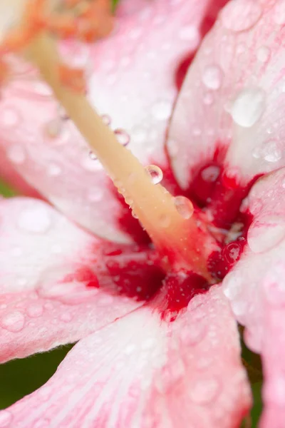 Une Grande Fleur Hibiscus Les Feuilles Vertes Nature — Photo