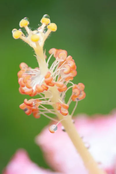 Stor Blomma Hibiskus Och Gröna Bladen Naturen — Stockfoto