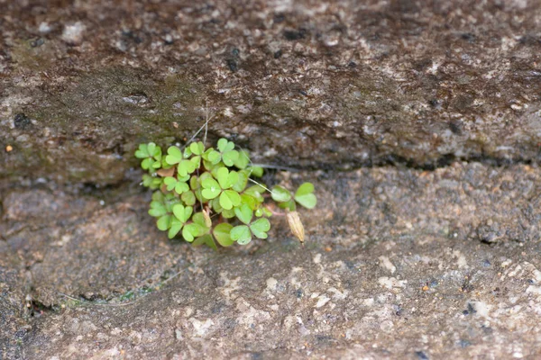 Nature Plants Nature Back Ground — Stok fotoğraf