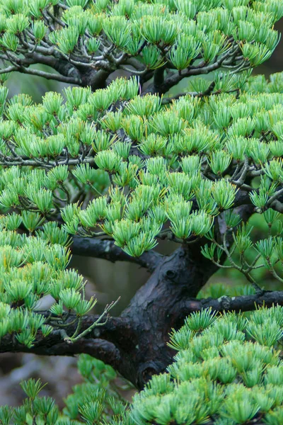 Сосновий Бонсай Pinaceae Дерево Гравійному Саду Відкритому Повітрі — стокове фото