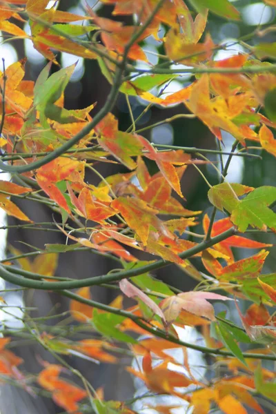Красивые Желтые Кленовые Листья Осенью Солнечным Светом — стоковое фото