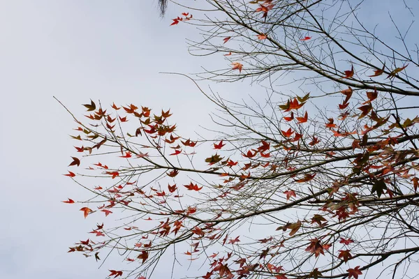 Schöne Gelbe Ahornblätter Herbst Mit Sonnenlicht — Stockfoto