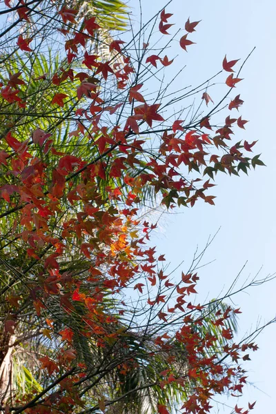 Autumn Yellow Maple Leaf Green Foliage —  Fotos de Stock