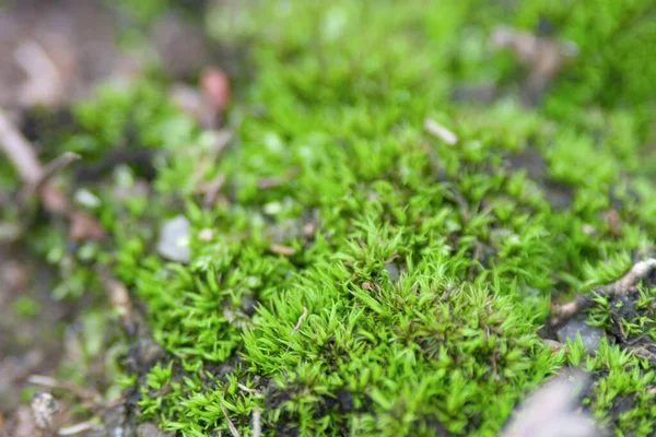 Une Belle Mousse Verte Sur Sol Mousse Gros Plan Macro — Photo