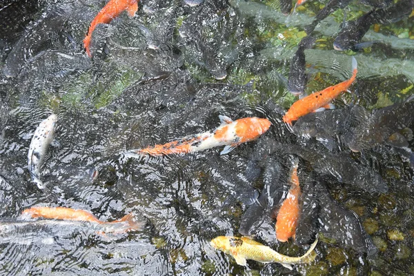 Carpas Doradas Peces Koi Estanque —  Fotos de Stock