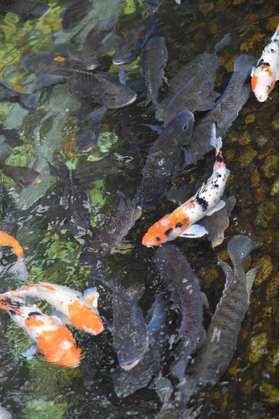 Carpas Doradas Peces Koi Estanque —  Fotos de Stock