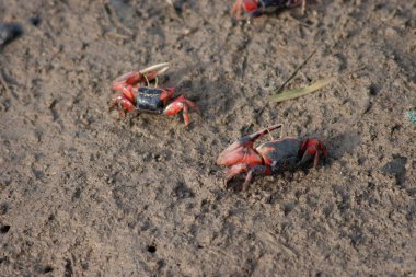 1 Temmuz 2006 Yengeçler kumsalda sürünüyorlar..