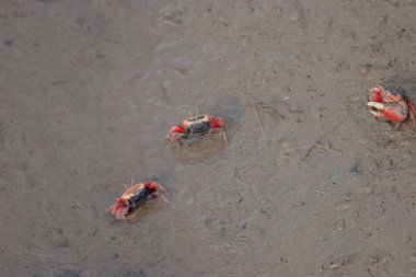 1 Temmuz 2006 Yengeçler kumsalda sürünüyorlar..