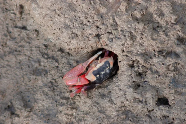 1 Temmuz 2006 Yengeçler kumsalda sürünüyorlar..