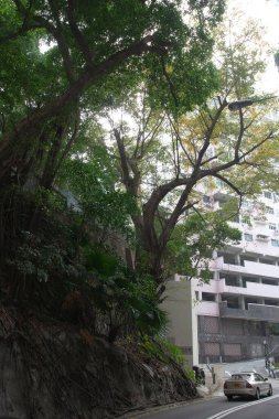 Hong Kong, Büyük banyan ağacı duvar yapıyor. 19 Mart 2006 