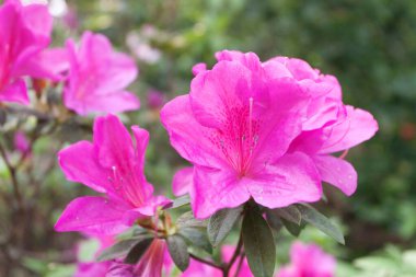 Bahar bahçesinde güzel bir çınar çiçeği.