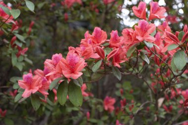 Bahar bahçesinde güzel bir çınar çiçeği.