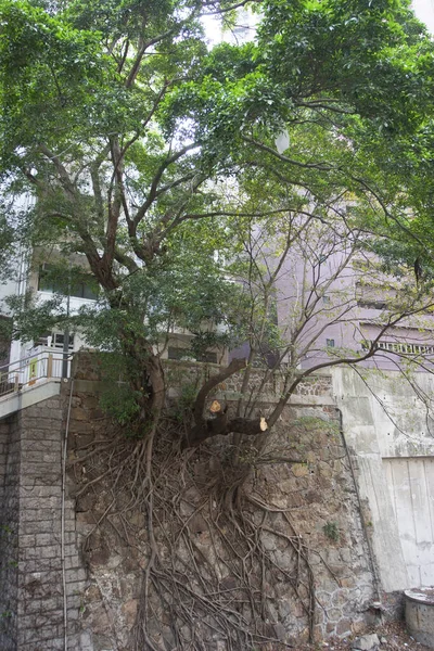 Hong Kong Velký Banyan Strom Roste Zeď Března 2006 — Stock fotografie