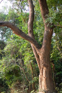 Güneşli bir günde tarlada güzel bir ağaç