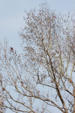 Ağacın çıplak dallı silueti kışın serbest kalıyor. Kış.