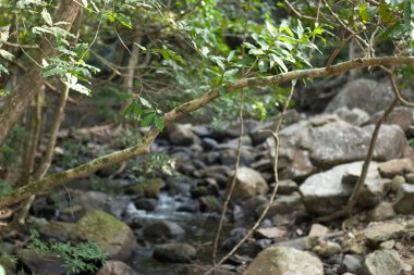 Hong Kong 'daki şehir parkında bir nehir.