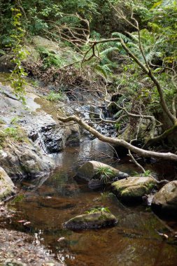 Hong Kong 'daki şehir parkındaki nehir.