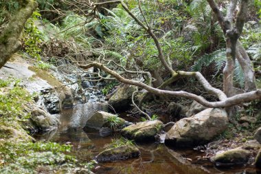 Hong Kong 'daki şehir parkındaki nehir.