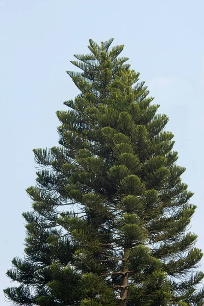 Prachtige Boom Een Zonnige Dag Het Veld — Stockfoto