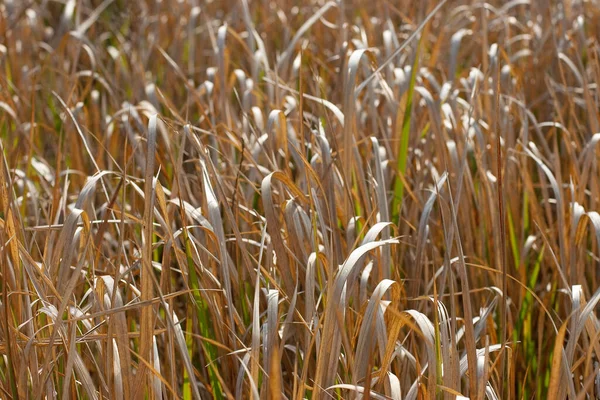 Grasveld Met Hoog Uitgedroogd Gras Herfst Bij Sha Tung — Stockfoto