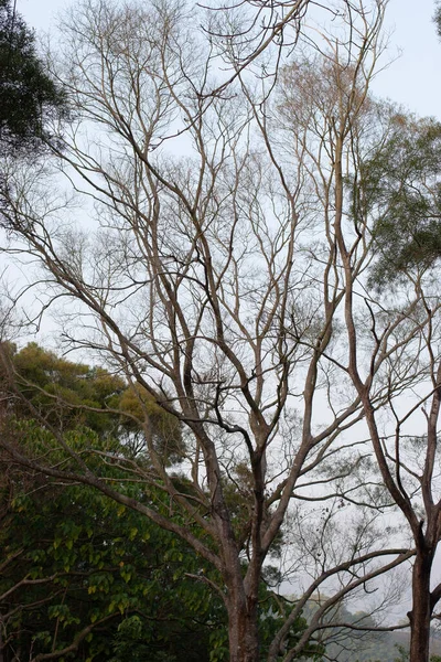 Ağacın Çıplak Dallı Silueti Kışın Serbest Kalıyor Kış — Stok fotoğraf