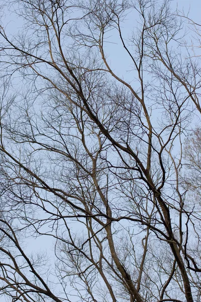 Árvore Autônoma Inverno Silhueta Árvore Com Ramos Nus Inverno — Fotografia de Stock