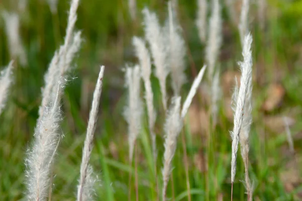 背の高い草の牧草地に黒い背景 — ストック写真
