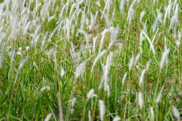 Alta Erba Nel Prato Contro Sfondo Nero — Foto Stock