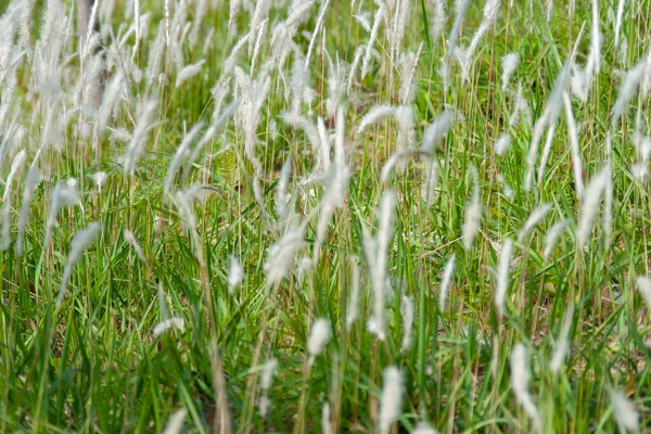 Groot Gras Wei Tegen Zwarte Achtergrond — Stockfoto