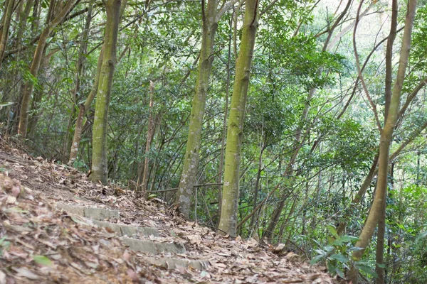 Ein Friedlicher Gehweg Schöner Waldweg Bei — Stockfoto