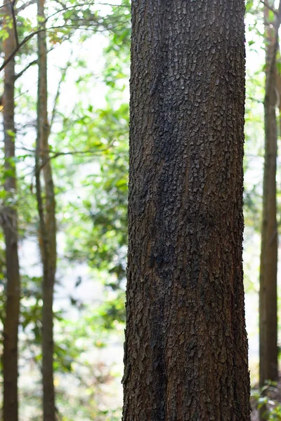 Bosque Verde Gran Árbol Naturaleza — Foto de Stock