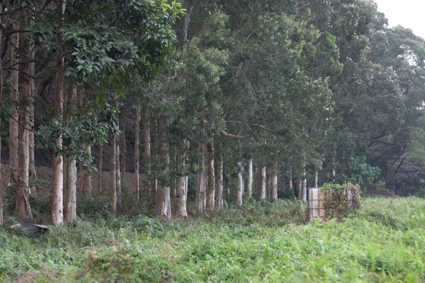 Lau Shui Heung Serbatoio Country Park — Foto Stock