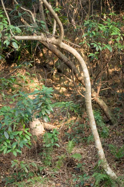 Lau Shui Heung Reservoir Country Park — Stockfoto