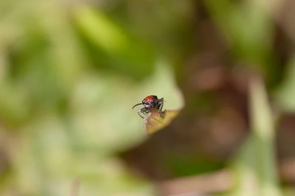 Insetto Sullo Sfondo Della Natura — Foto Stock