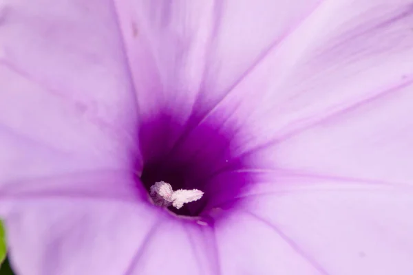 Lila Blüten Die Unter Den Strahlen Der Sonne Erblühten — Stockfoto