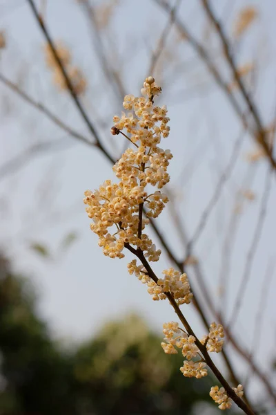 Doğadaki Ağaçtaki Beyaz Çiçek — Stok fotoğraf