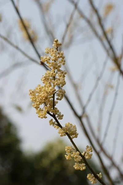 Fiore Bianco Sull Albero Natura — Foto Stock