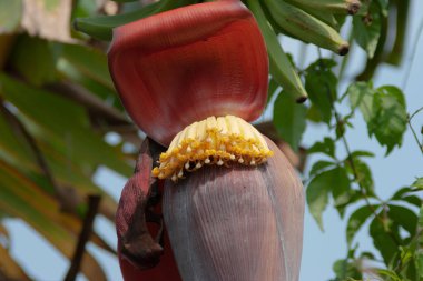 Sağlıklı bana Bahçemdeki ağaçta