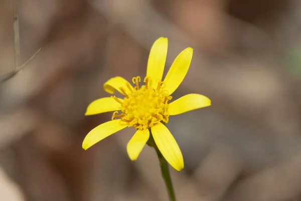 Pequeño Crisantemo Amarillo Florece Naturaleza — Foto de Stock