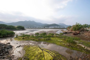 13 Mayıs 2006 Nam Wai 'nin sulak arazisi, sai kung