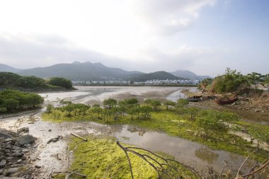 13 Mayıs 2006 Nam Wai 'nin sulak arazisi, sai kung
