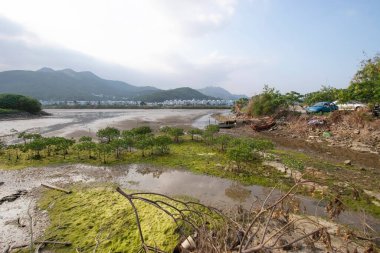 13 Mayıs 2006 Nam Wai 'nin sulak arazisi, sai kung